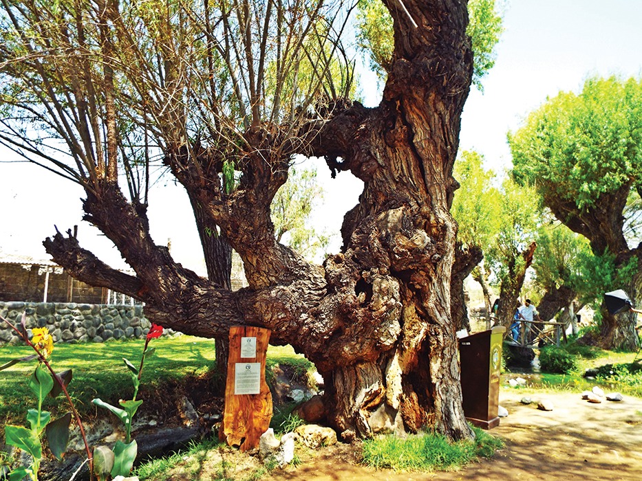 ¿Cuántos años tienen los árboles más longevos de Arequipa?