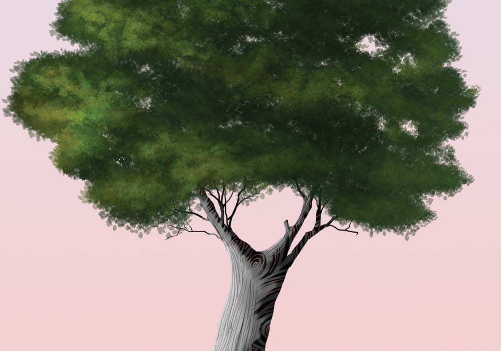 ¿Cuántos años tienen los árboles más longevos de Arequipa? 