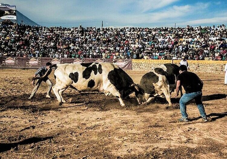 Arequipa: tradicional pelea de toros vuelve luego de 2 años