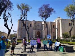 Arequipa: protestan contra MPA por mutilar árboles con 50 años de antigüedad (VIDEO)