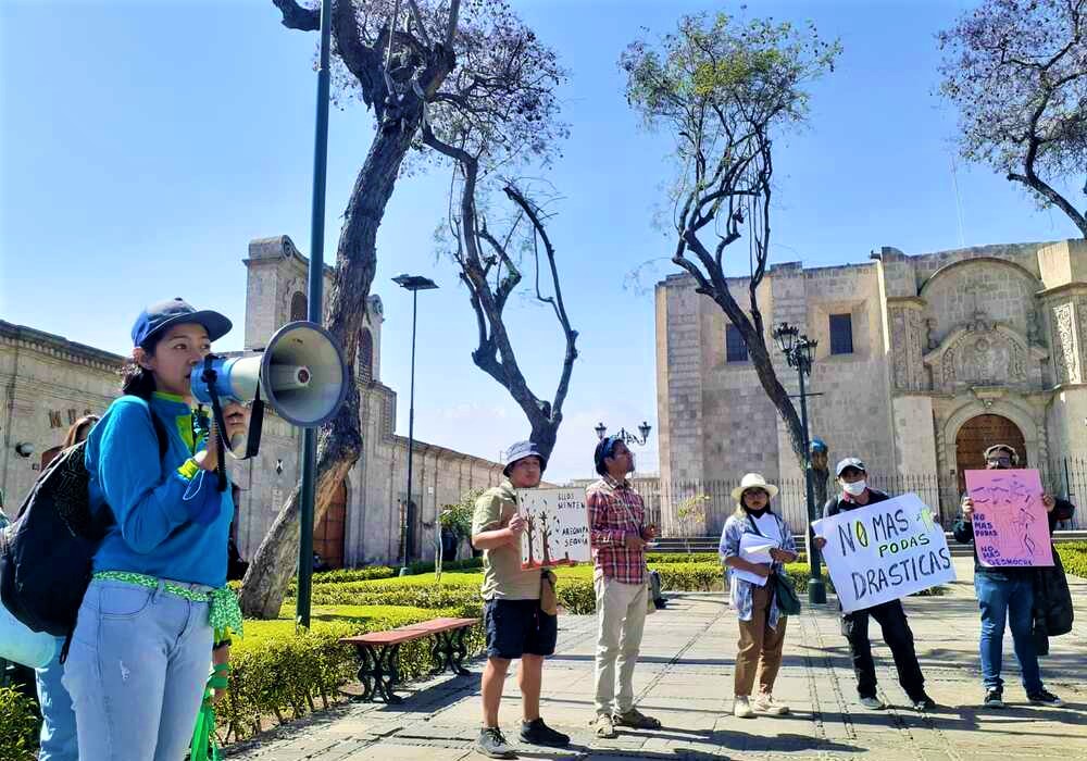 Municipio de Arequipa se defiende por denuncia de tala: No se ha matado ningún árbol