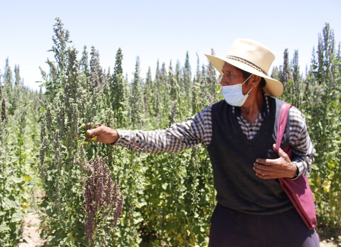 UNSA de Arequipa desarrolla tres nuevas variedades de quinua