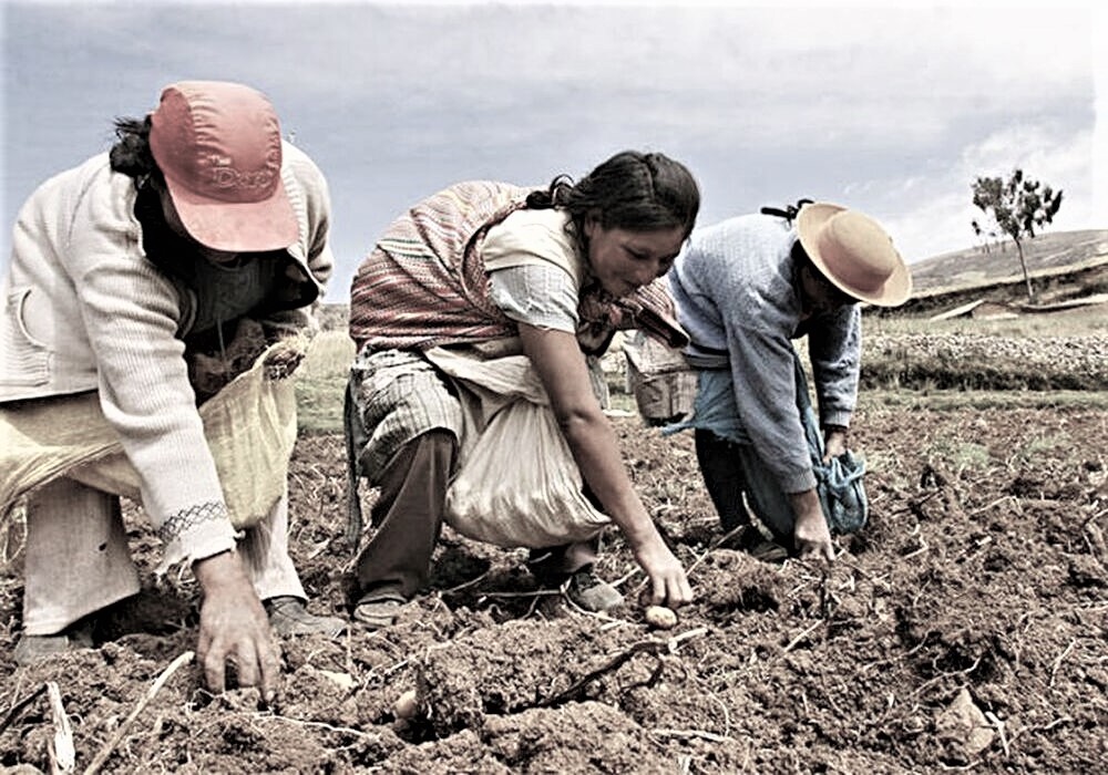 Crisis agraria en Arequipa: escasez de fertilizantes reduce 40% producción de papa y precios continúan en alza