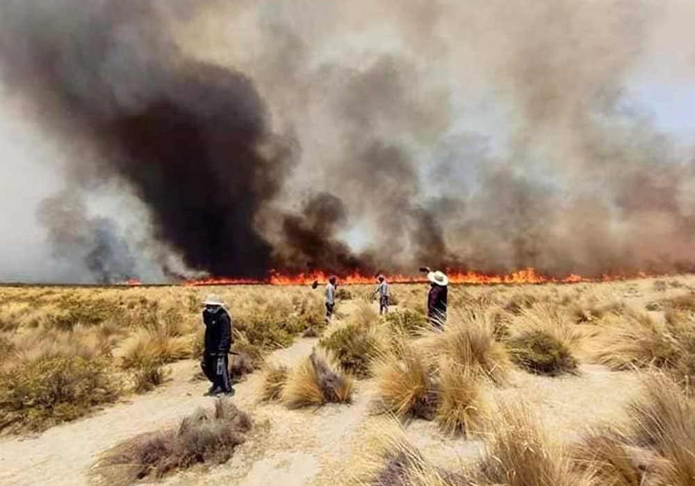 Arequipa: incendio en Pocsi afectó 100 hectáreas de flora y fauna silvestre