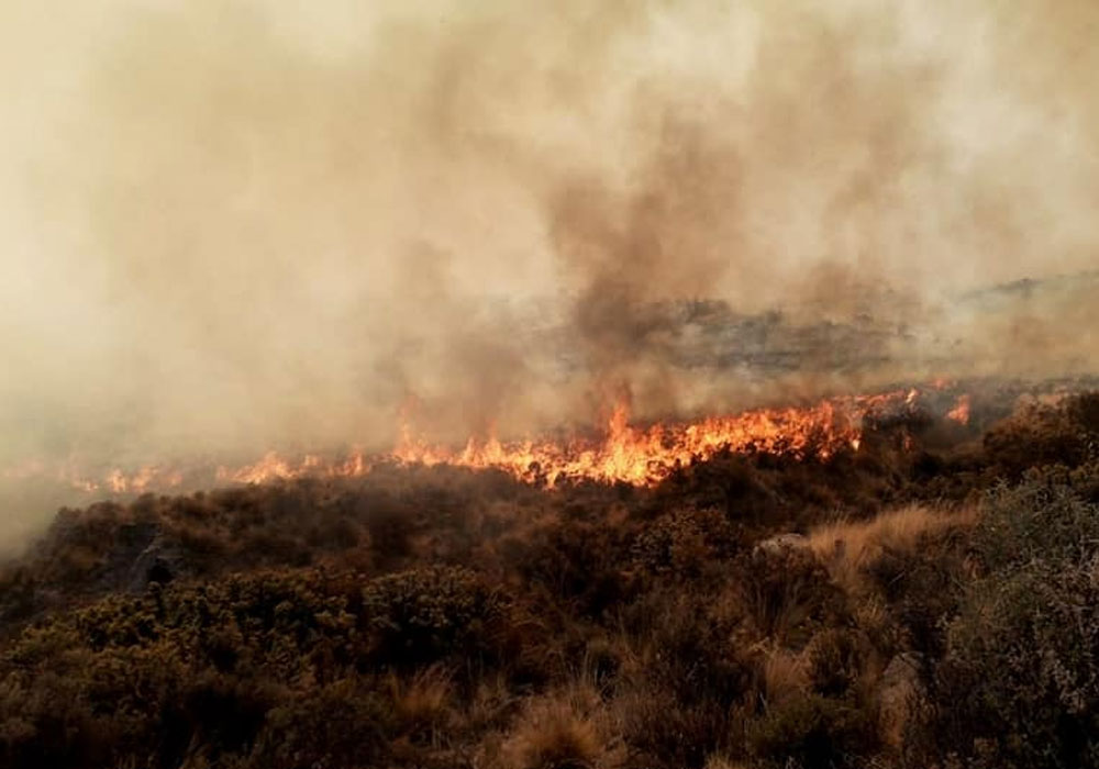 Arequipa: incendio en Pocsi afectó 100 hectáreas de flora y fauna silvestre