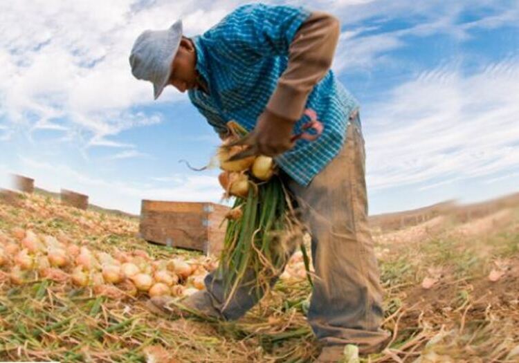 Arequipa: 160 mil agricultores afectados en la región por sequías y falta de fertilizantes