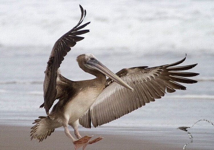 Arequipa: Serfor confirma que pelicanos murieron por gripe aviar, alerta avance de virus