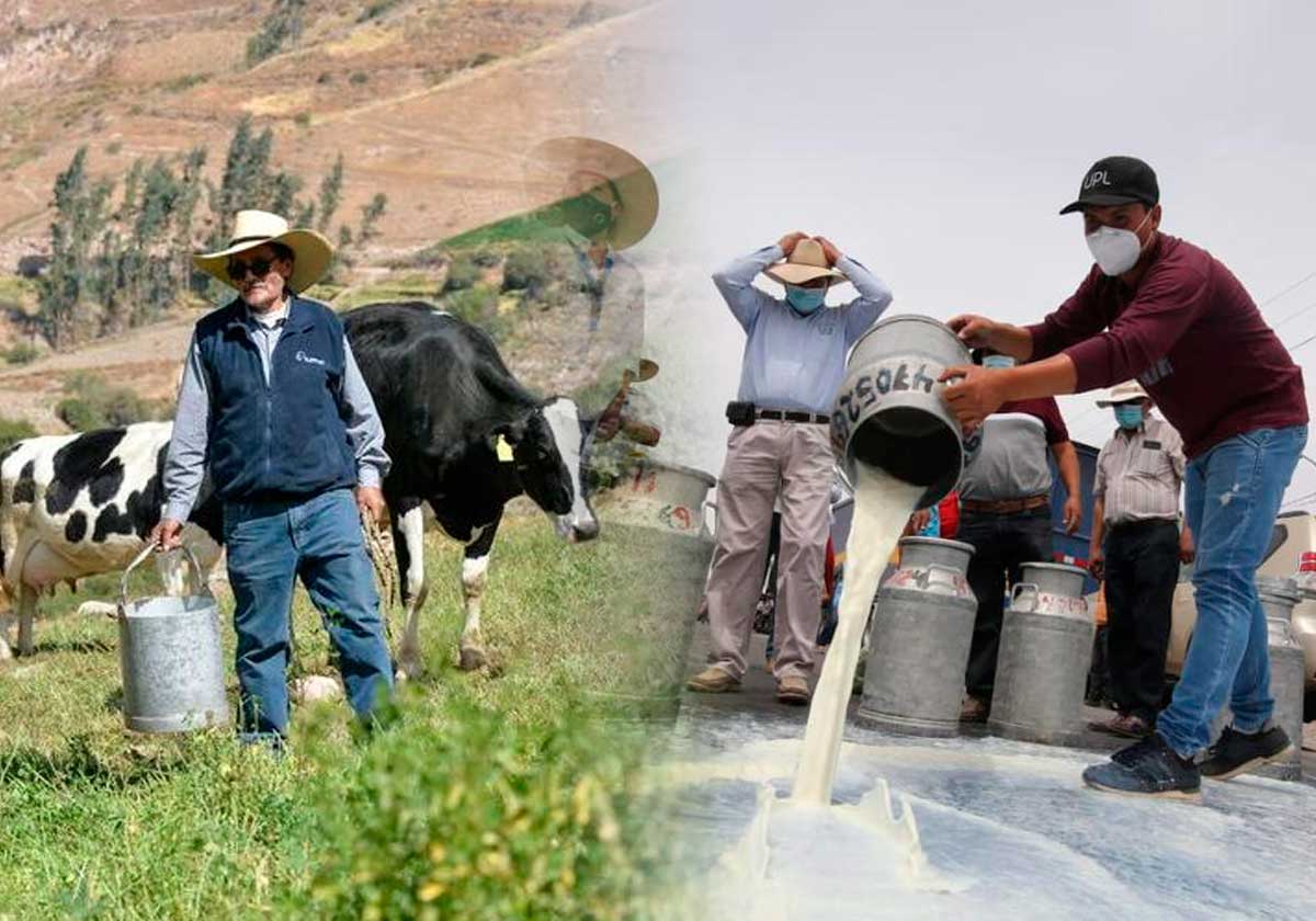 Arequipa: 6 mil familias de ganaderos botan miles de litros de leche por cierre de plantas Laive y Gloria