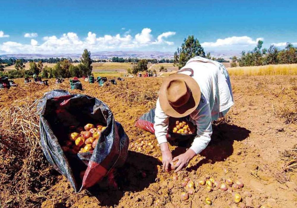 Arequipa: Mitad de cultivos son perjudicados por heladas no habituales en zona oriental de la provincia