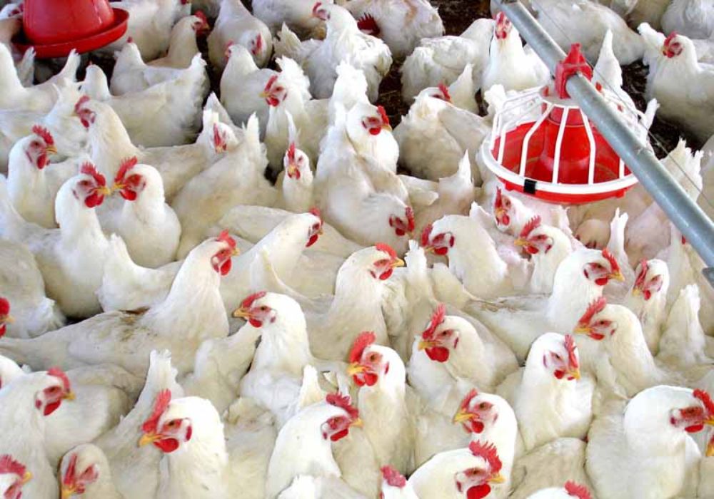 Arequipa: sector avícola anuncia desabastecimiento debido a vehículos varados por el paro