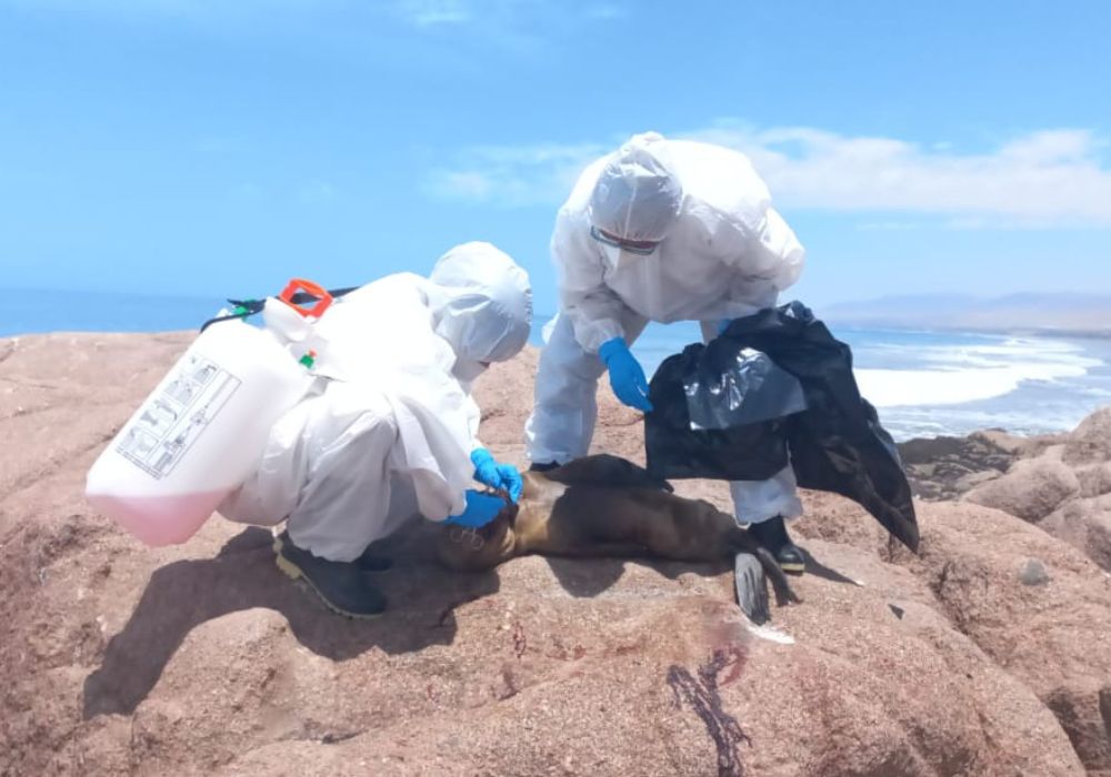Arequipa: Serfor exhorta evitar contacto con aves marinas debido a confirmación de gripe aviar