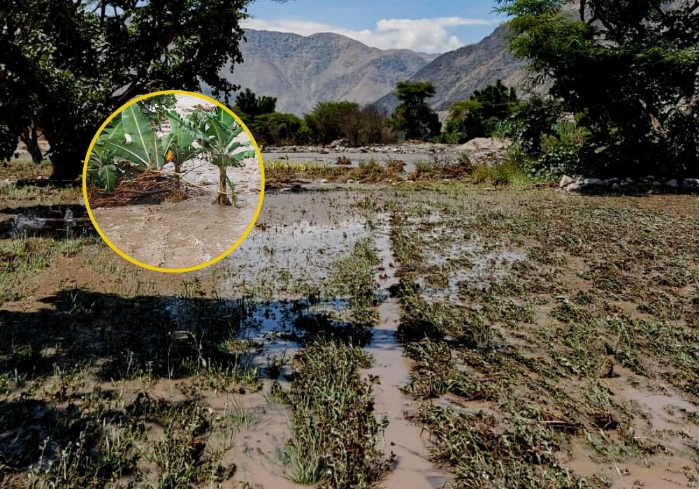 Arequipa: 3 mil hectáreas de cultivos en riesgo por crecida del río Ocoña