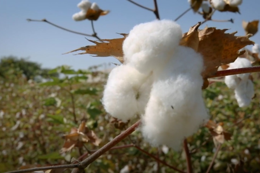 El cultivo del algodón se vio afectado por la falta de agua