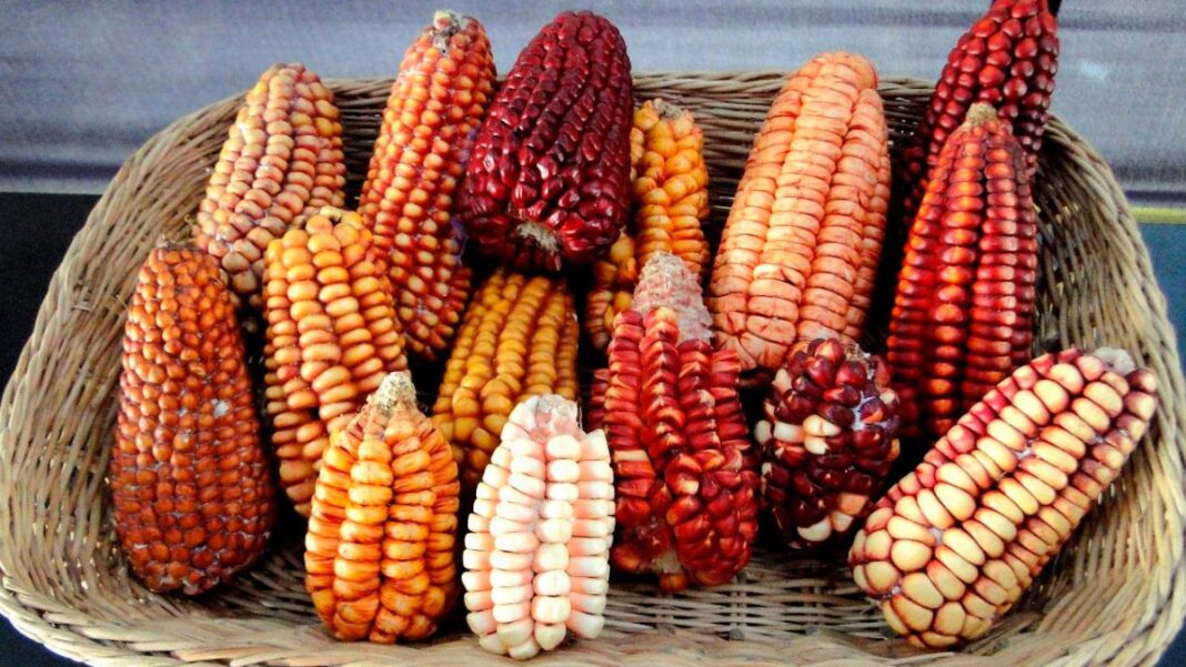 Arequipa: se incrementó consumo de maíz en los últimos 10 años