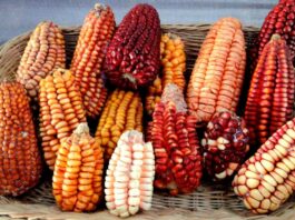 Arequipa: se incrementó consumo de maíz en los últimos 10 años