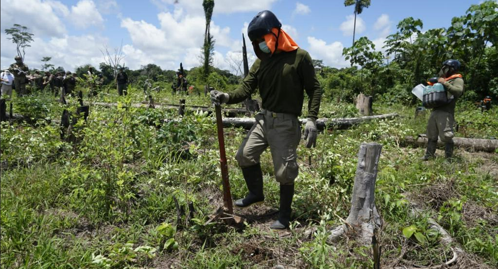 Más De 95 Mil Hectáreas De Coca: El Boom De La Coca Y La Cocaína En Perú