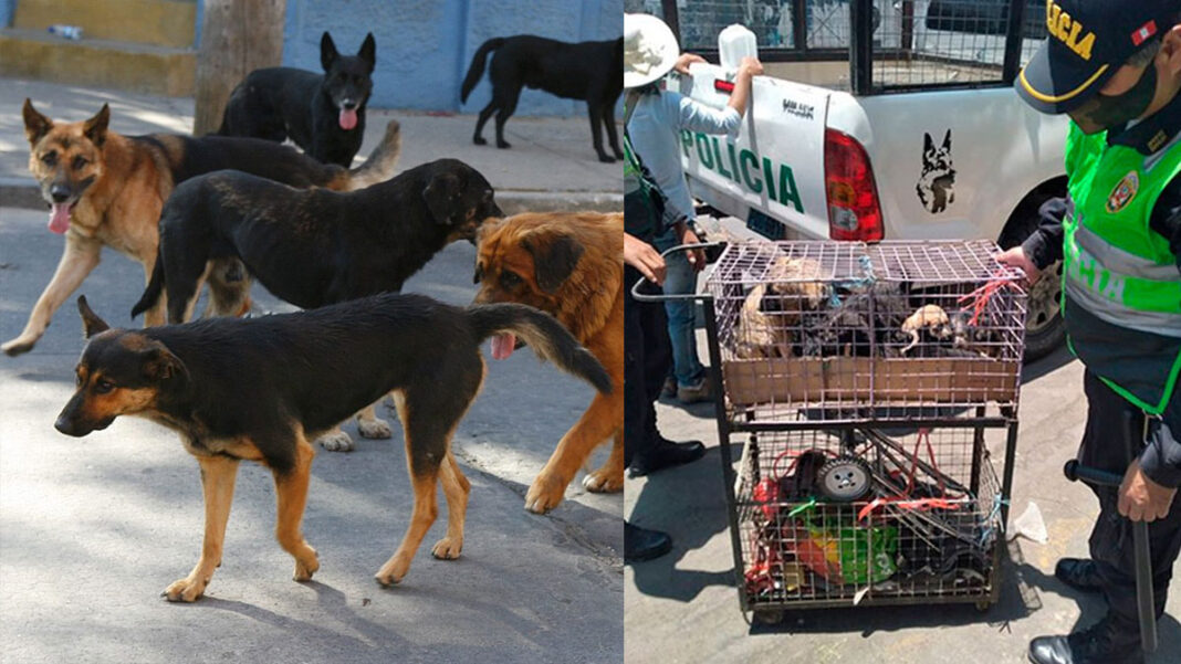 mascotas adopción canes arequipa rabia canil municipal multa prohibido venta jaulas