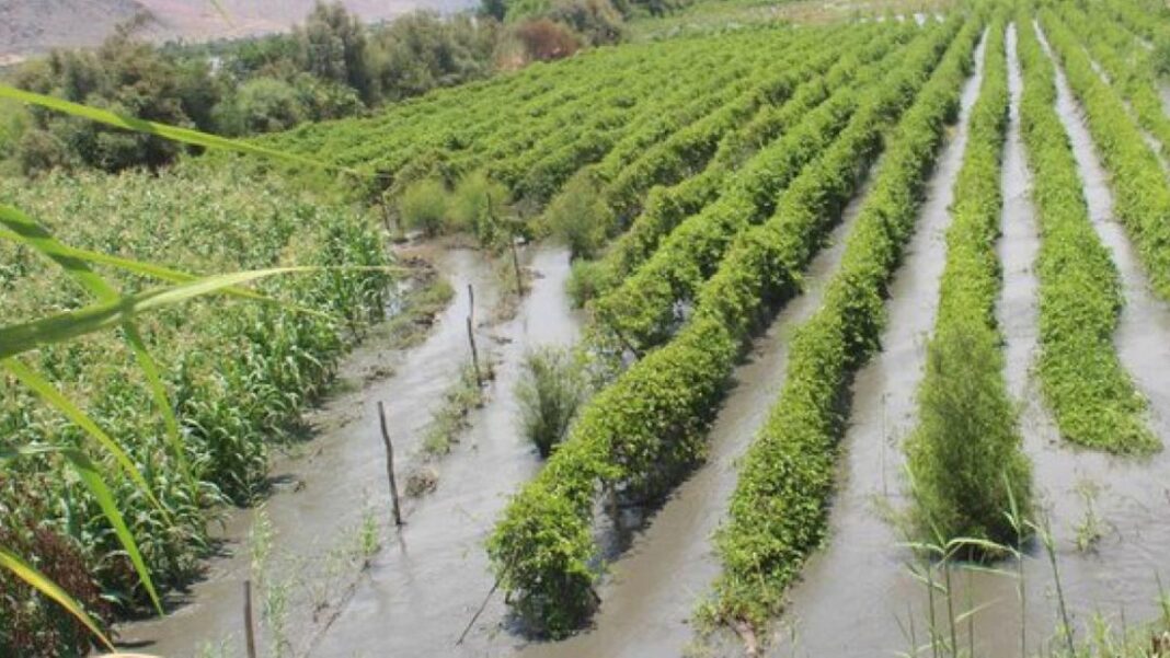 Arequipa: fenómeno del niño afecta sector agrícola en toda la región y produce falta de productos