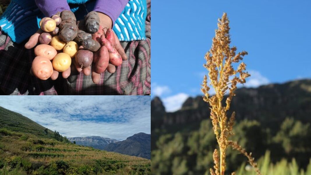 Celebra Arequipa: reconocen a Cotahuasi como la octava zona de agrobiodiversidad de todo el Perú