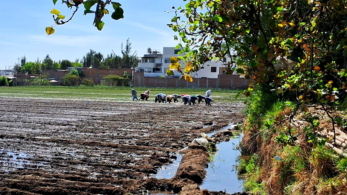 Fenómeno El Niño y sus efectos en la agricultura