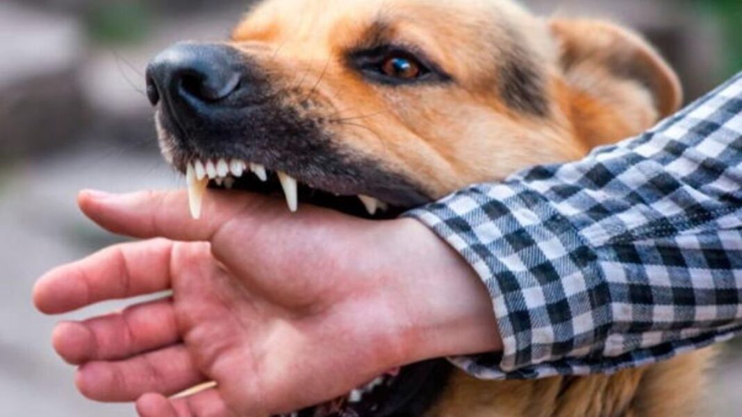 Arequipa: solo la mitad de perros están vacunados contra la rabia