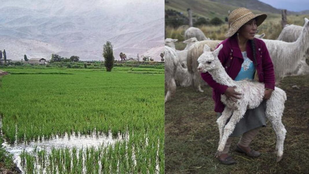 Arequipa: impacto de fenómeno de El Niño será en noviembre y diciembre en ganadería y agricultura