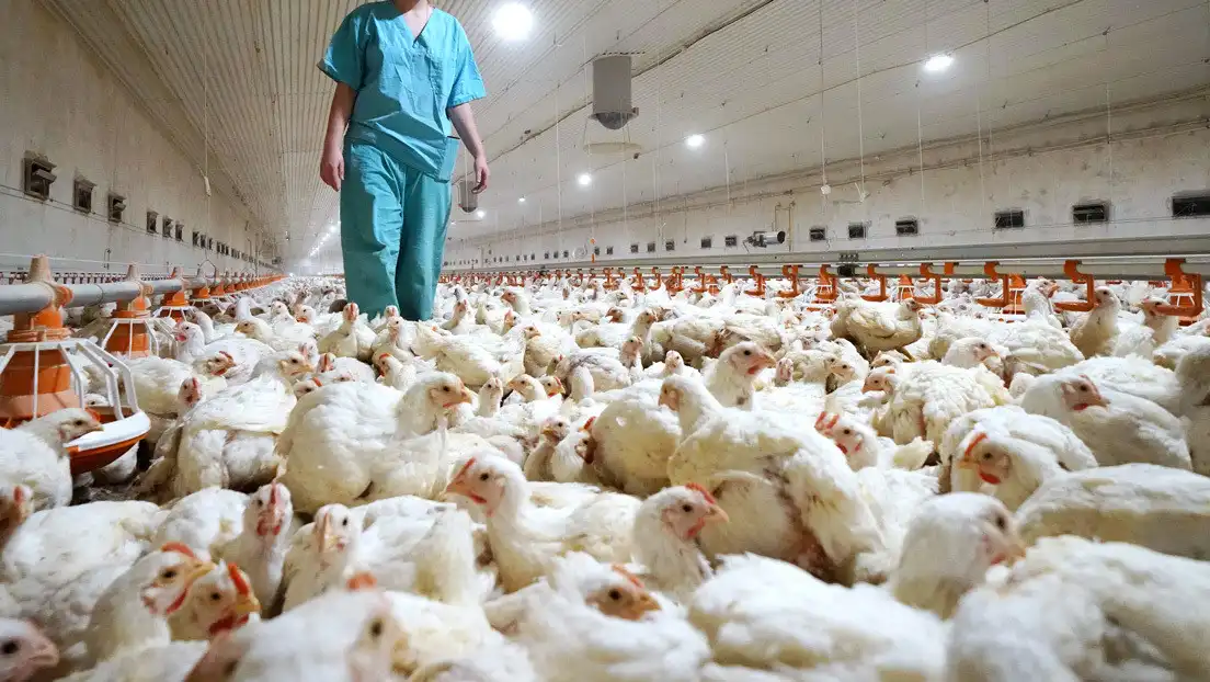 They culled 23,000 farm chickens in La Libertad to avoid a bird flu epidemic