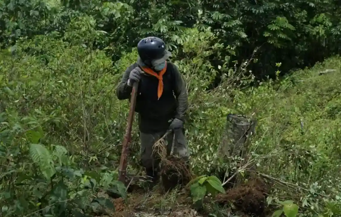 Erradican Más De 1600 Hectáreas De Cultivos Ilegales De Hoja De Coca