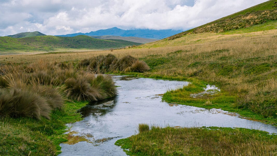 El páramo del Antisana, al noreste del Ecuador, es una importante fuente de agua para ciudades, como Quito, la capital. Fotografía de Diego Lucero.