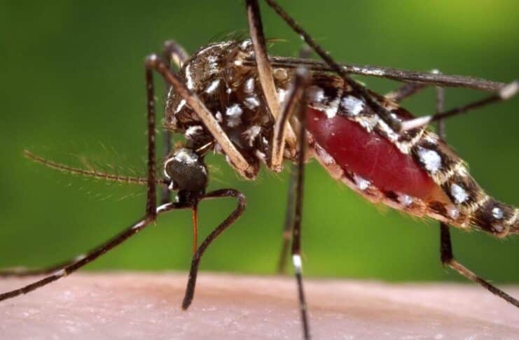 Dengue Arequipa