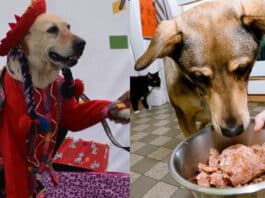 arequipa comelones 2024 perritos adopción concurso mascotas paseo central