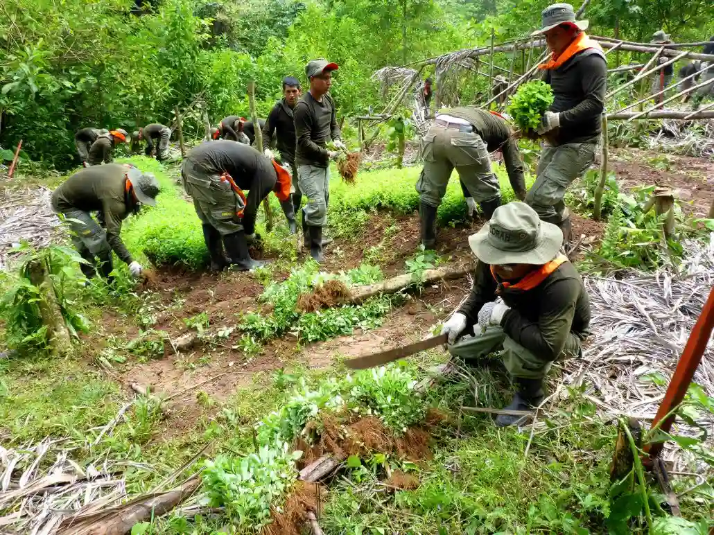 Amazonía Erradican Más De 9000 Hectáreas De Cultivos Ilegales De Hoja De Coca En 2024 4504