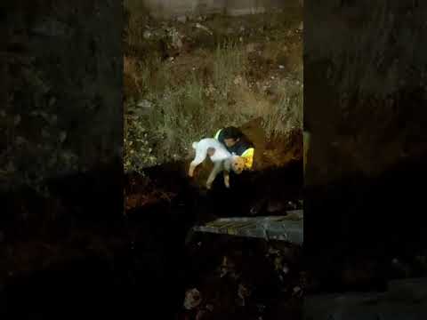 Una noche de angustia: así fue el emotivo rescate de "Peluchín" por serenos en Arequipa (VIDEO)