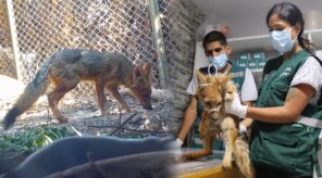 arequipa-devuelven-zorra-andina-a-su-habitat-serfor