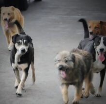 arequipa-perros-vagabundos-jaurias-urbanas-semanario-el-buho-referencial