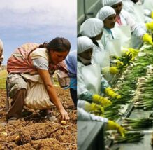 Los gremios de trabajadores agrícolas se pronuncian sobre la Ley Chlimper 2.0 o nueva ley agraria.