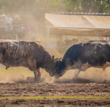 Arequipa Pelea de toros
