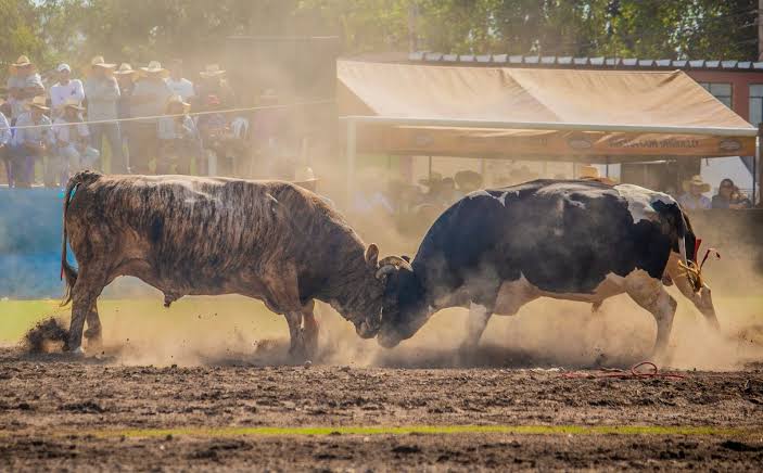 Arequipa Pelea de toros