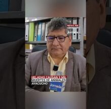 Ayacucho: Heladas provocan la muerte de más de 9 mil animales | PASÓ EN EL PERÚ (VIDEO)