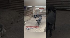 Junín: Juez favorece a minera Chinalco y confirman desalojo de últimas familias de Morococha antigua (VIDEO)
