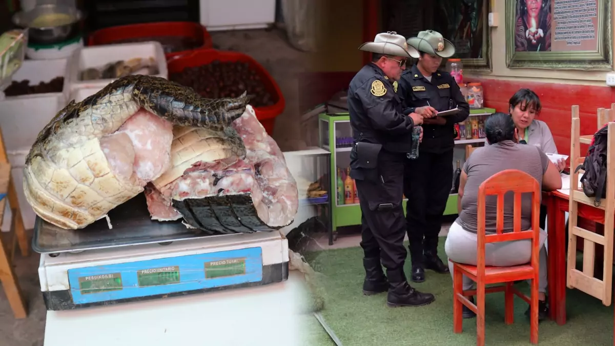 Arequipa: Intervienen restaurante amazónico que promocionaba carne de lagarto en TikTok