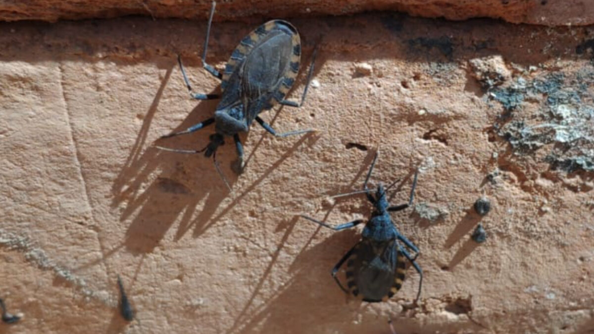 Arequipa Chirimachas