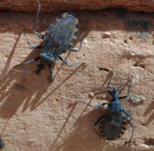 Arequipa Chirimachas