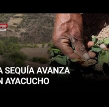 PASÓ EN EL PERÚ: El campo se seca en Ayacucho: más del 40 % del agro en riesgo (VIDEO)