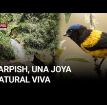 Conservación que atrae viajeros: el boom del aviturismo en Carpish | PASÓ EN EL PERÚ (VIDEO)
