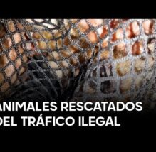 Tingo María abre centro especial para ANIMALES víctimas del TRÁFICO ILEGAL (VIDEO)