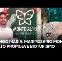 Mariposario Monte Alto impulsa bioturismo y conservación en Tingo María (VIDEO)