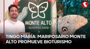 Mariposario Monte Alto impulsa bioturismo y conservación en Tingo María (VIDEO)