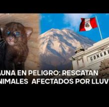 PASÓ EN EL PERÚ: Uno de cada cinco candidatos al Congreso por Arequipa no tiene estudios superiores (VIDEO)