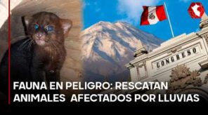 PASÓ EN EL PERÚ: Uno de cada cinco candidatos al Congreso por Arequipa no tiene estudios superiores (VIDEO)